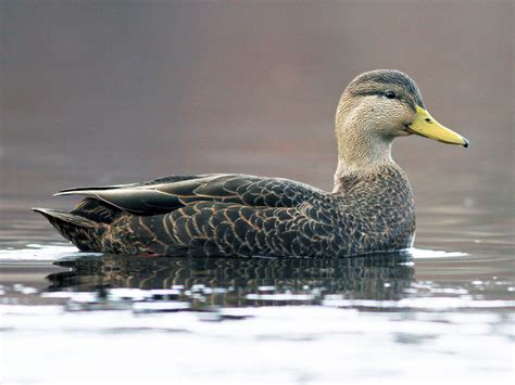 The Black Duck: Nature's Enigma