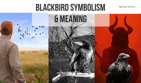 The Blackbird: Symbolizing Enigma and Metamorphosis