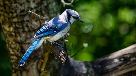 The Blue Jay as a Symbol of Adaptability and Resilience