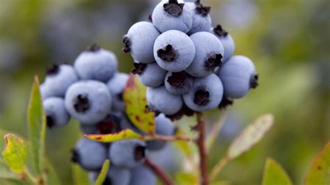 The Blueberry Festival: A Celebration of Nature's Bounty