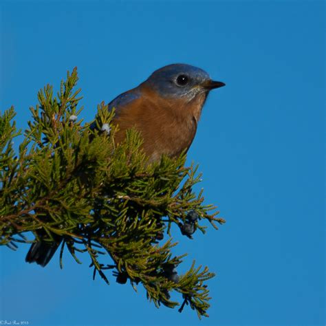 The Bluebird as a Harbinger of Joy and Bliss