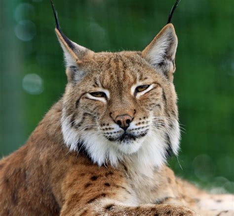 The Bobcat: A Symbol of Stealth and Adaptability