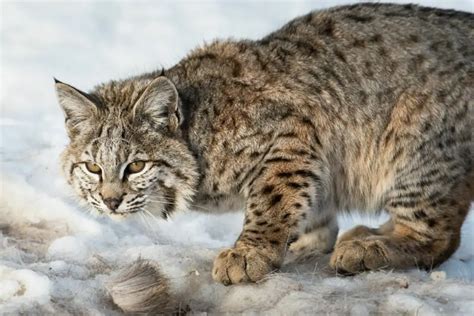 The Bobcat as a Messenger: Exploring its Symbolic Significance in Dreams