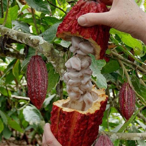 The Botanical Marvel: Unraveling the Secrets of Cocoa Trees