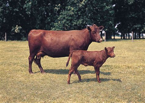 The Captivating Realm of Animal Breeding