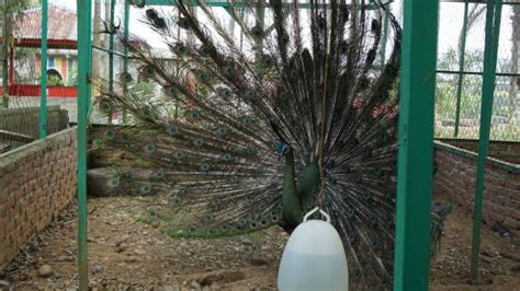 The Captivating World of Dreaming alongside Feathered Companions