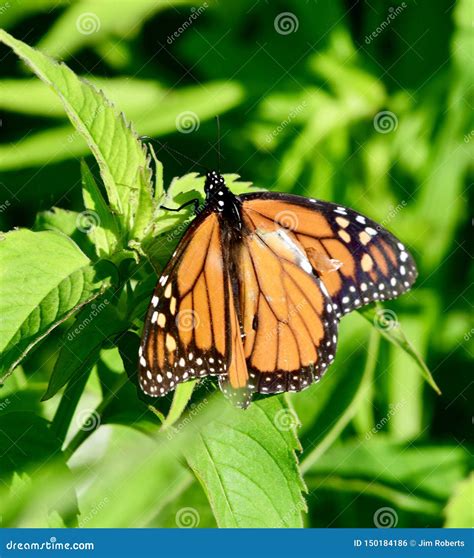 The Challenges Faced by an Injured Butterfly