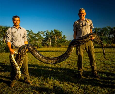 The Challenges of Preserving the Blue Python: Conservation Dilemmas