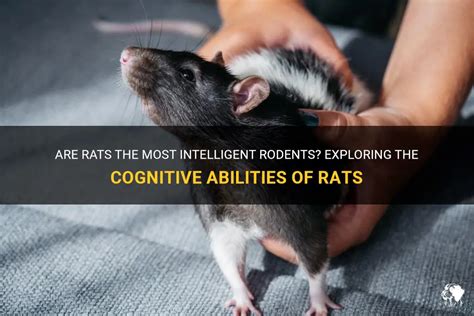 The Cognitive Abilities of Rodents through Analysis of their Dream Patterns