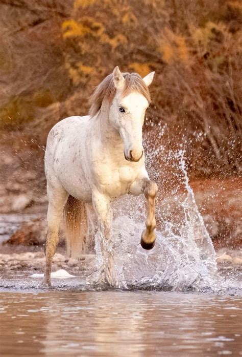 The Connection Between Aspirations and Imagination: Exploring the Fascination with Equine Fantasies