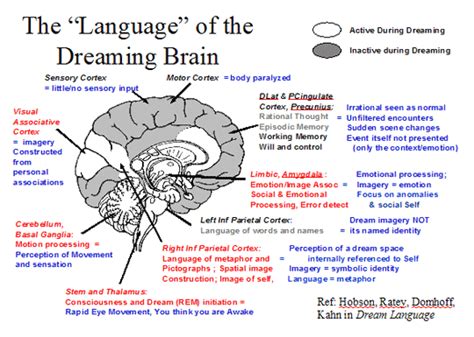 The Connection Between Dreams and Brain Activity