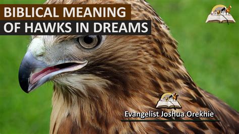 The Connection Between Eliminating a Hawk in Dreams and Personal Metamorphosis