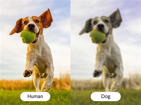 The Connection Between a Barking Canine Vision and Challenges in Effective Communication