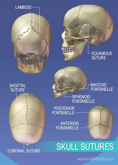 The Connection Between the Pale Cranium and the End: An Exploration