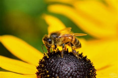 The Connection between Bees and our Subconscious Mind