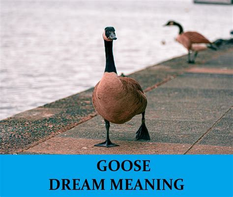 The Connection between Fear and Pursued by a Goose Dreams