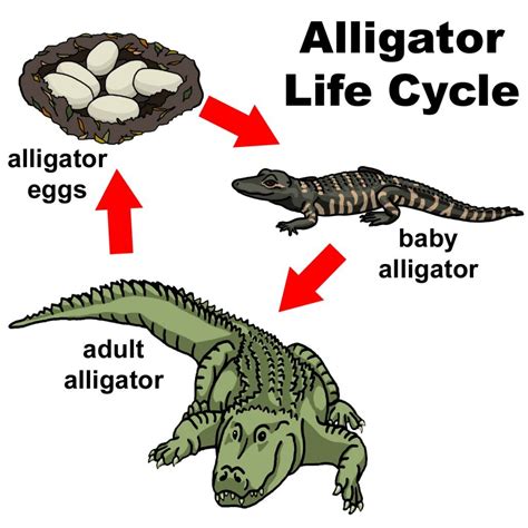 The Connection between Soaring Reptiles and Personal Metamorphosis