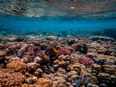 The Coral Reef Oasis: Appreciating the Fragile Ecosystems Beneath the Waves