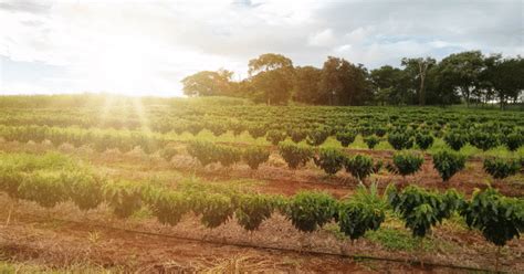 The Craft of Nurturing Coffee: Optimal Growing Conditions and Environmentally Friendly Practices