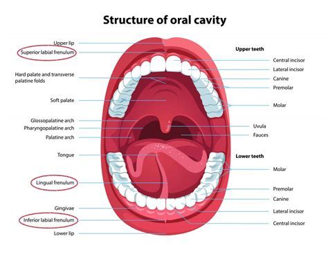 The Craving to Express: Exploring the Psychological Significance of Dreaming about a Vast Oral Cavity