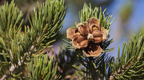 The Culinary Treasure: Exploring the Versatility and Flavor of Pine Nuts