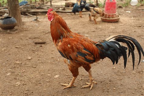 The Cultural Significance: Exploring the Allure of Poultry's Delightful Appendages