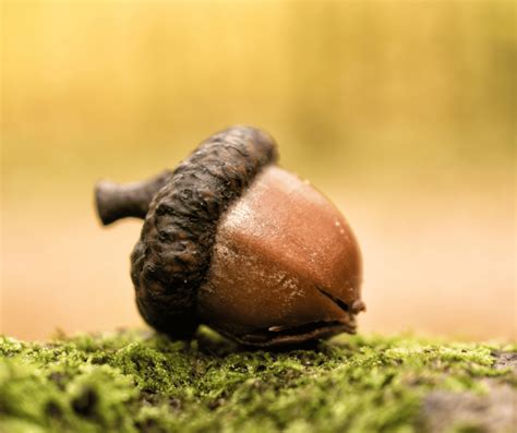 The Cultural Significance of Acorns in Different Societies