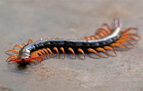 The Cultural Significance of Centipedes in Traditional Medicine and Folklore