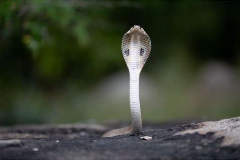 The Cultural and Historical Significance of Cobras