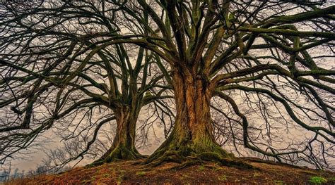 The Dance of Nature: Revealing the Symbolic Significance of Trees Swaying in Dreams