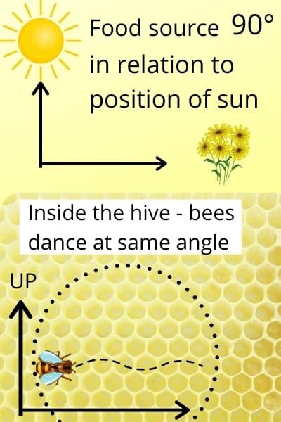 The Dance of the Bees: Communication in the Hive