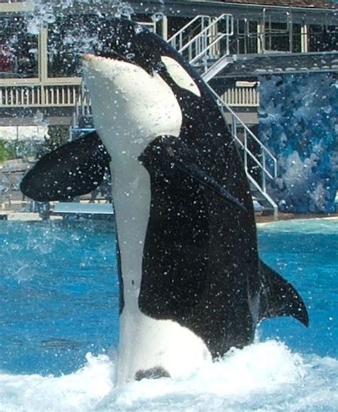 The Dark Side: Exploring the Challenges Faced by Orcas in Captivity and Conservation