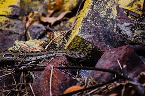 The Deadly Secrets: Unveiling the Lethal Enigma of Exquisite Frogs