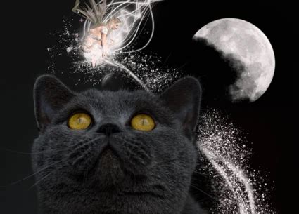 The Deep Symbolism behind Dreaming of Feline Companions: Unveiling the Secrets of Interpretation