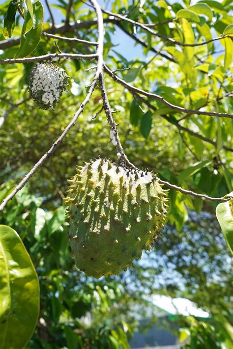 The Delightful and Exquisite World of Soursop