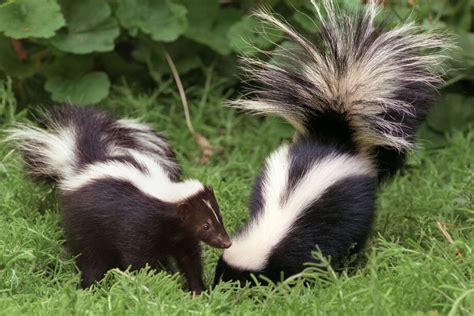 The Delights and Obstacles of Raising a Young Skunk