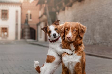 The Delights of Having an Adorable Dark Canine Companion