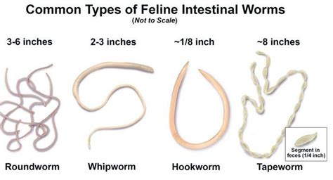 The Different Types of Worm Infestations