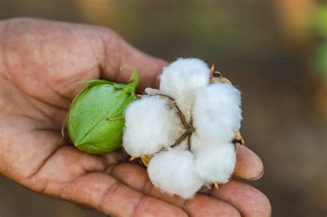 The Distinctive Flavor Profile of Cotton Fruit