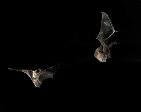 The Distinctive Mechanisms Employed by Bats During their Mealtime