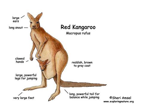 The Distinctive Physical Attributes of Kangaroos