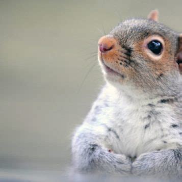 The Disturbing Psychology Behind Squirrels' Dark Fantasies