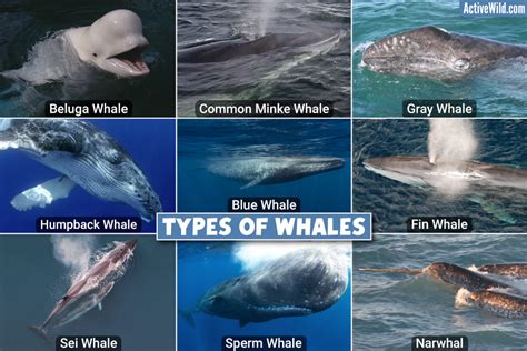 The Diversity of Whale Species: Exploring the Different Types of Whales