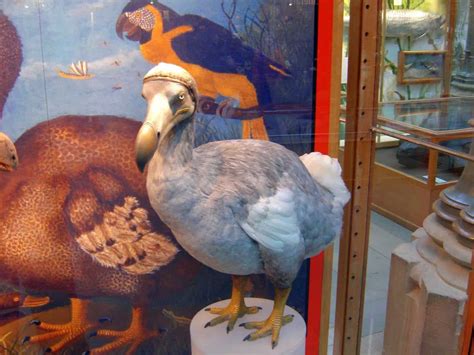 The Dodo's Influence on Scientific and Cultural History: Captivating Discoveries