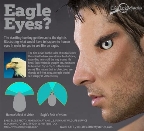 The Eagle's Eye: Enhancing Your Vision and Perception through Dream Analysis