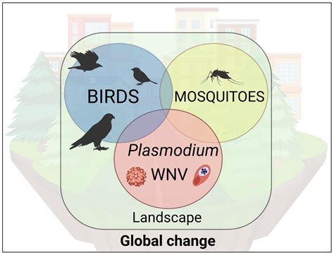 The Ecological Consequences: How the Absence of Avian Life Shapes Ecosystem Dynamics