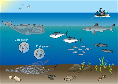 The Ecological Significance of Transparent Fish in Ecosystems