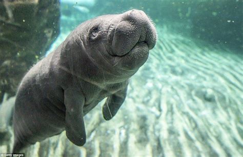 The Elegant Splendor: Exploring the Appearance of Infant Manatees