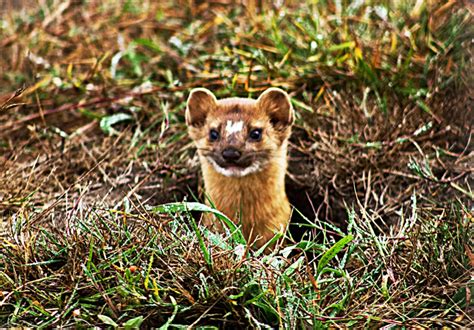 The Elusive Baby Weasel: An Exceptional Sighting in Nature