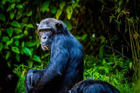 The Elusive Black Chimpanzee: A Mysterious Creature of the Forest